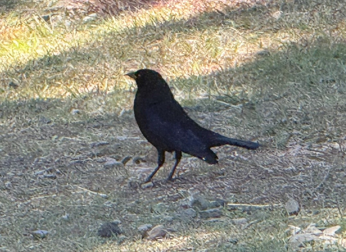 Bronzed Cowbird - ML658770167