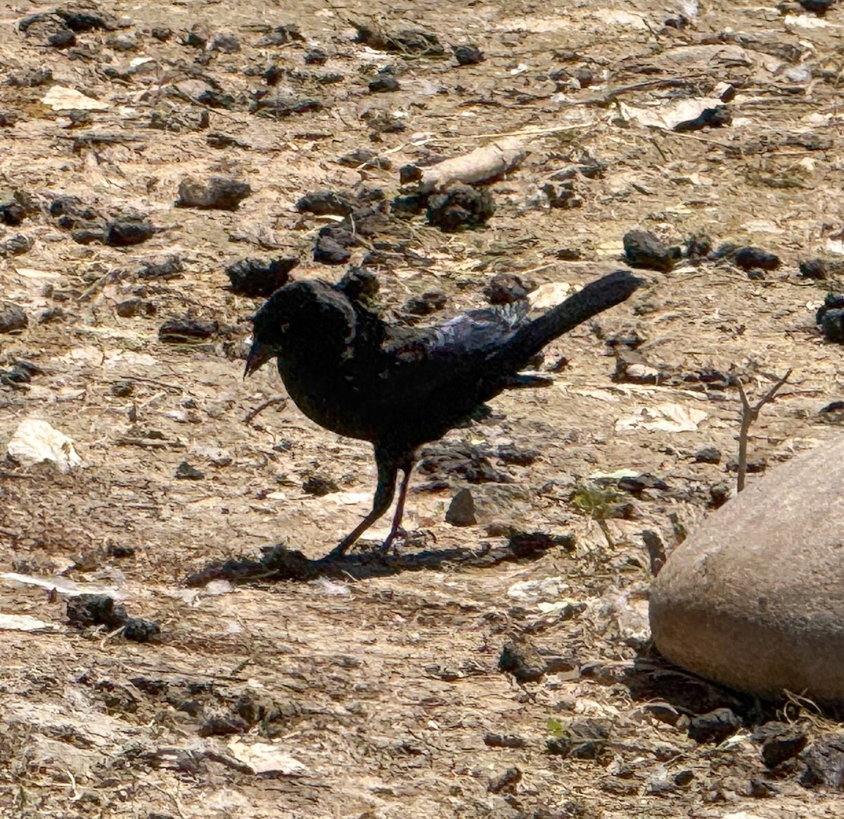 Bronzed Cowbird - ML658770168