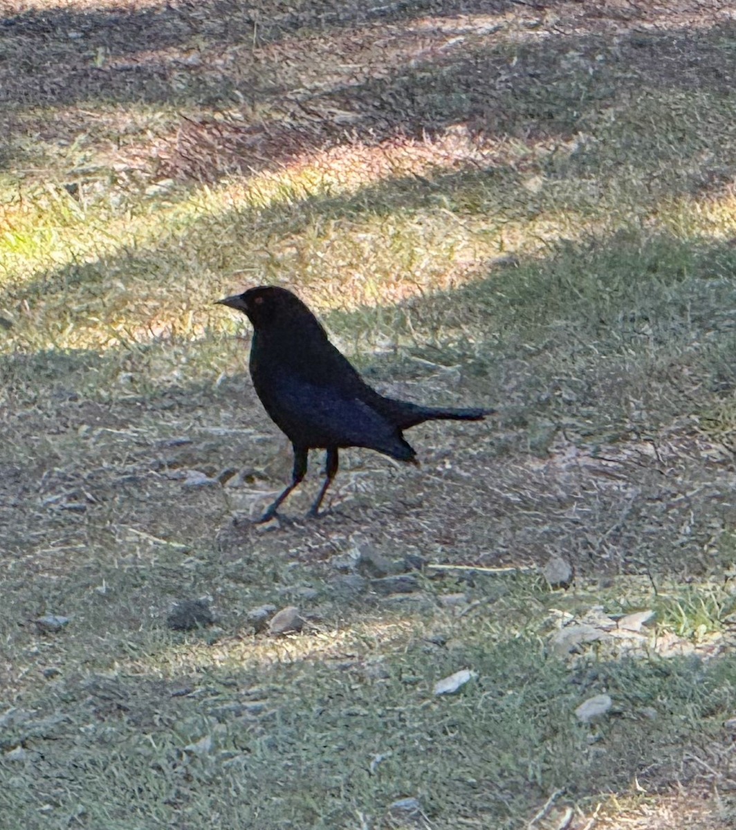 Bronzed Cowbird - ML658770169