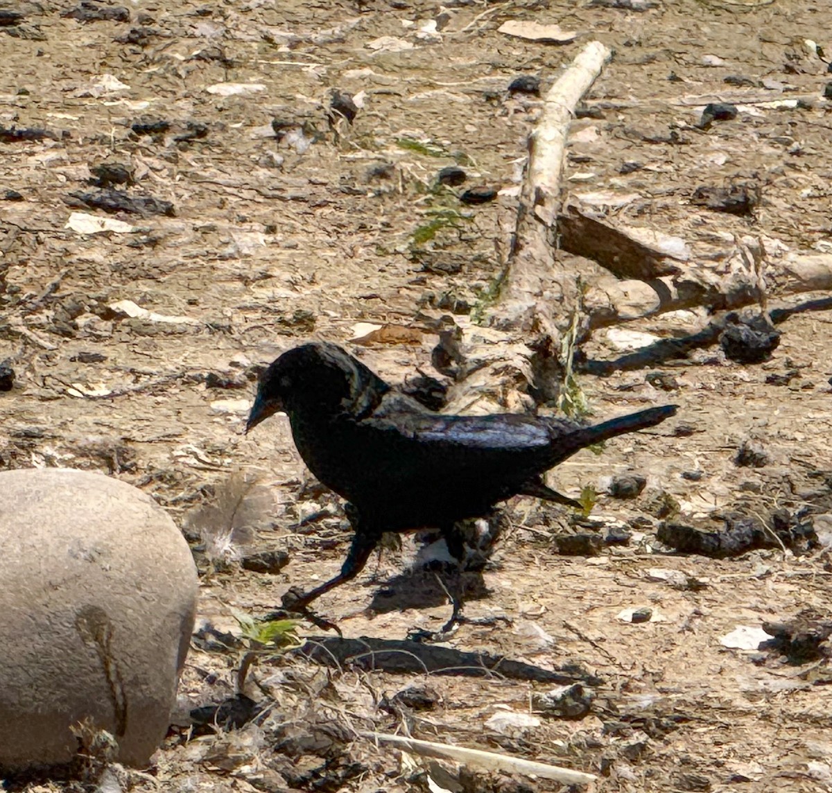 Bronzed Cowbird - ML658770170