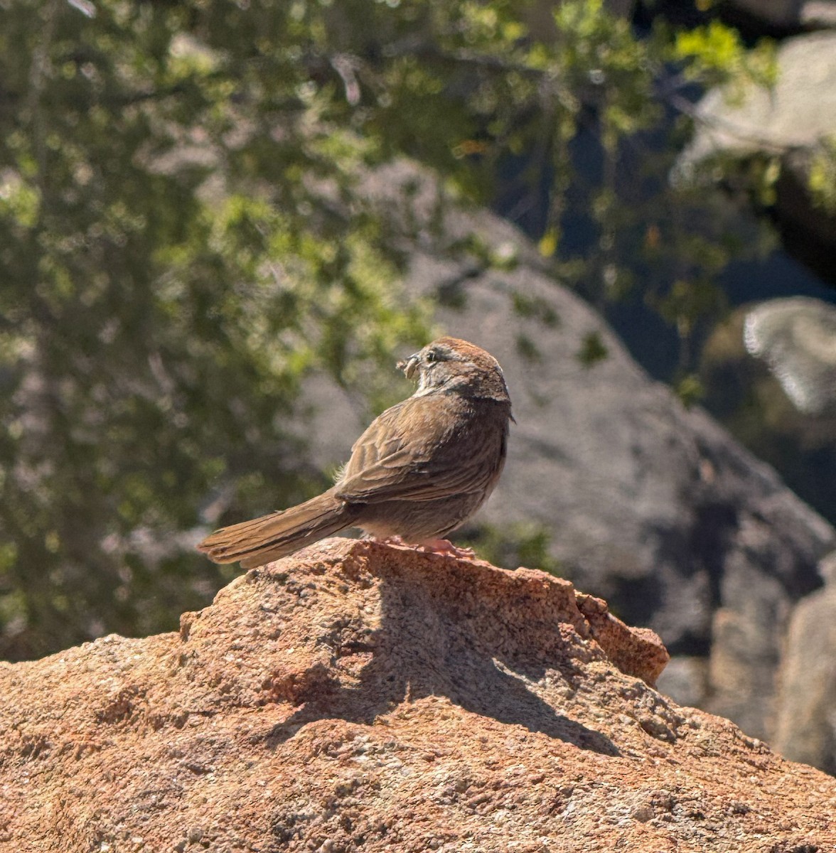 Rufous-crowned Sparrow - ML658770184