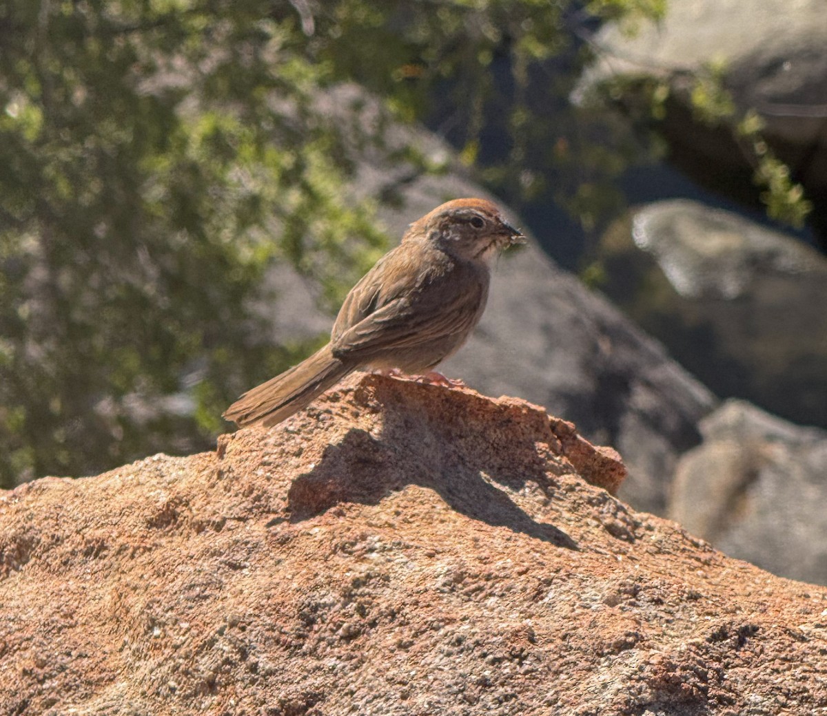 Rufous-crowned Sparrow - ML658770185