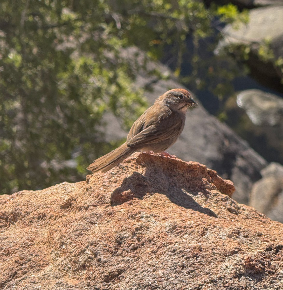 Rufous-crowned Sparrow - ML658770186