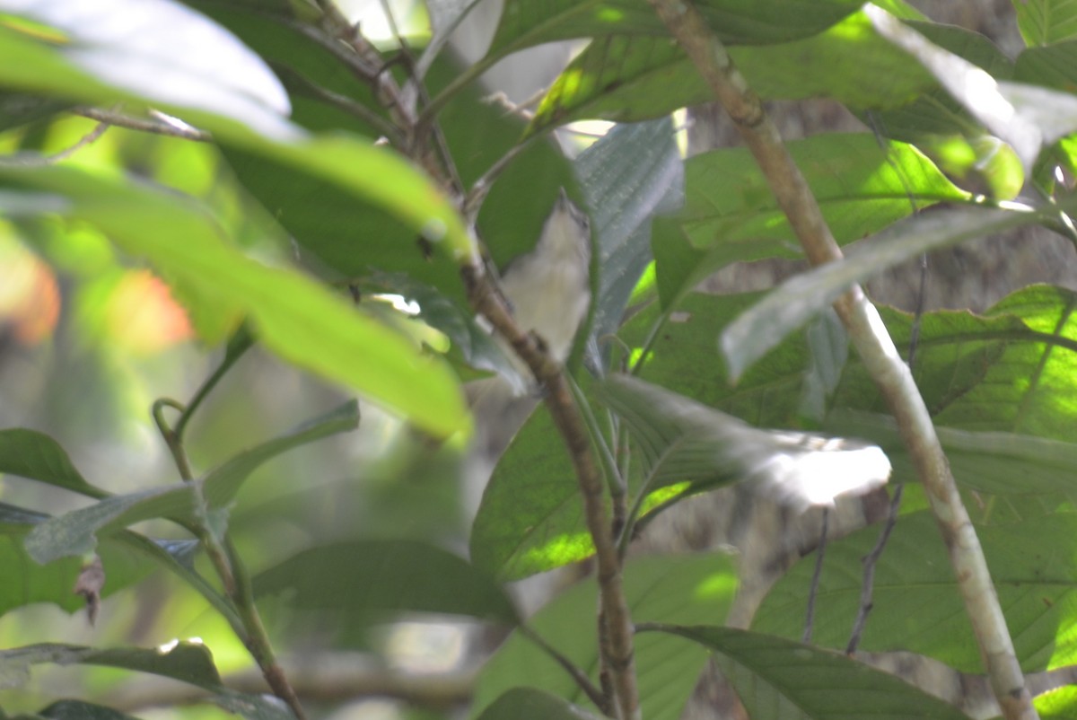 Sooty-capped Babbler - ML658772678