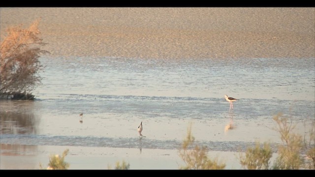 Black-winged Stilt - ML658772832