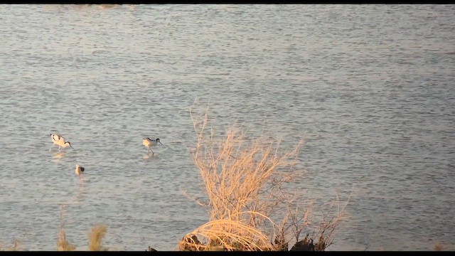 Pied Avocet - ML658772838