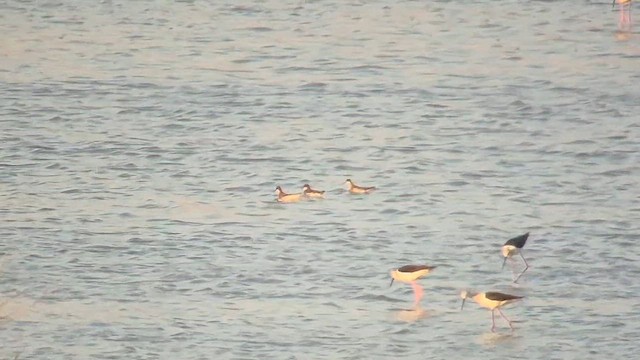 Red-necked Phalarope - ML658772858