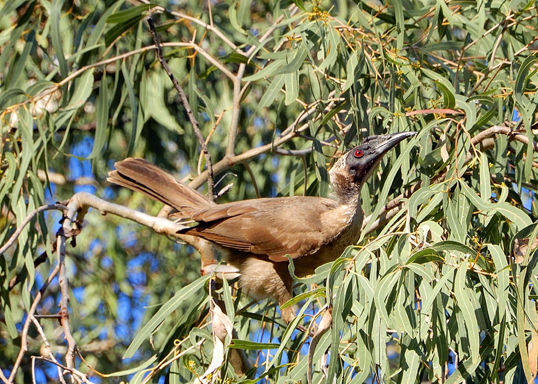 Helmeted Friarbird - ML65877311