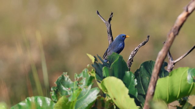 Blue Finch - eBird