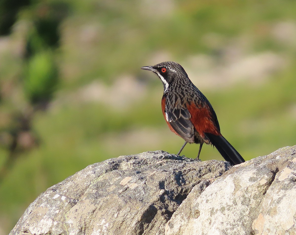 Cape Rockjumper - ML658776408