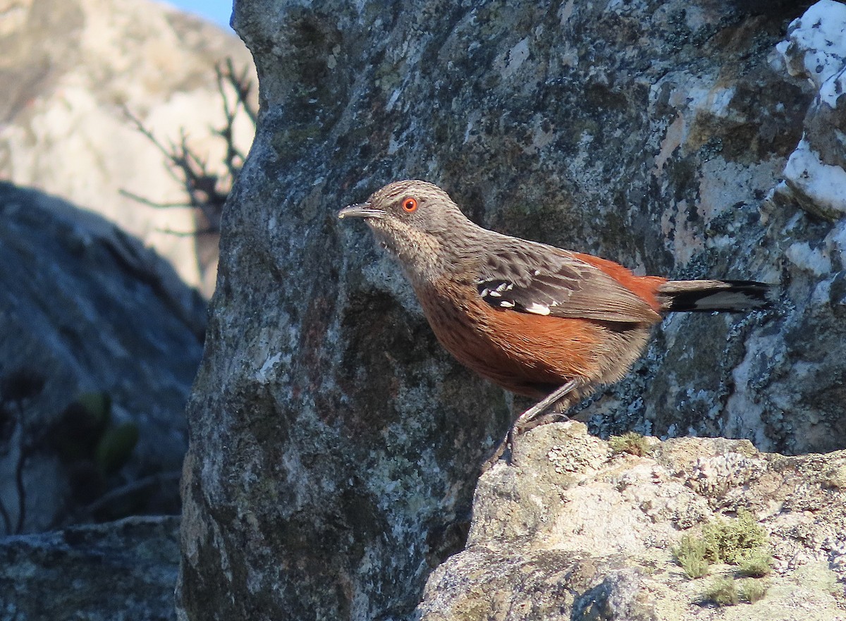 Cape Rockjumper - ML658776412
