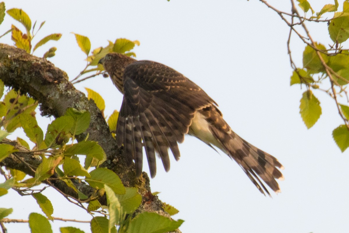 Cooper's Hawk - John Reynolds