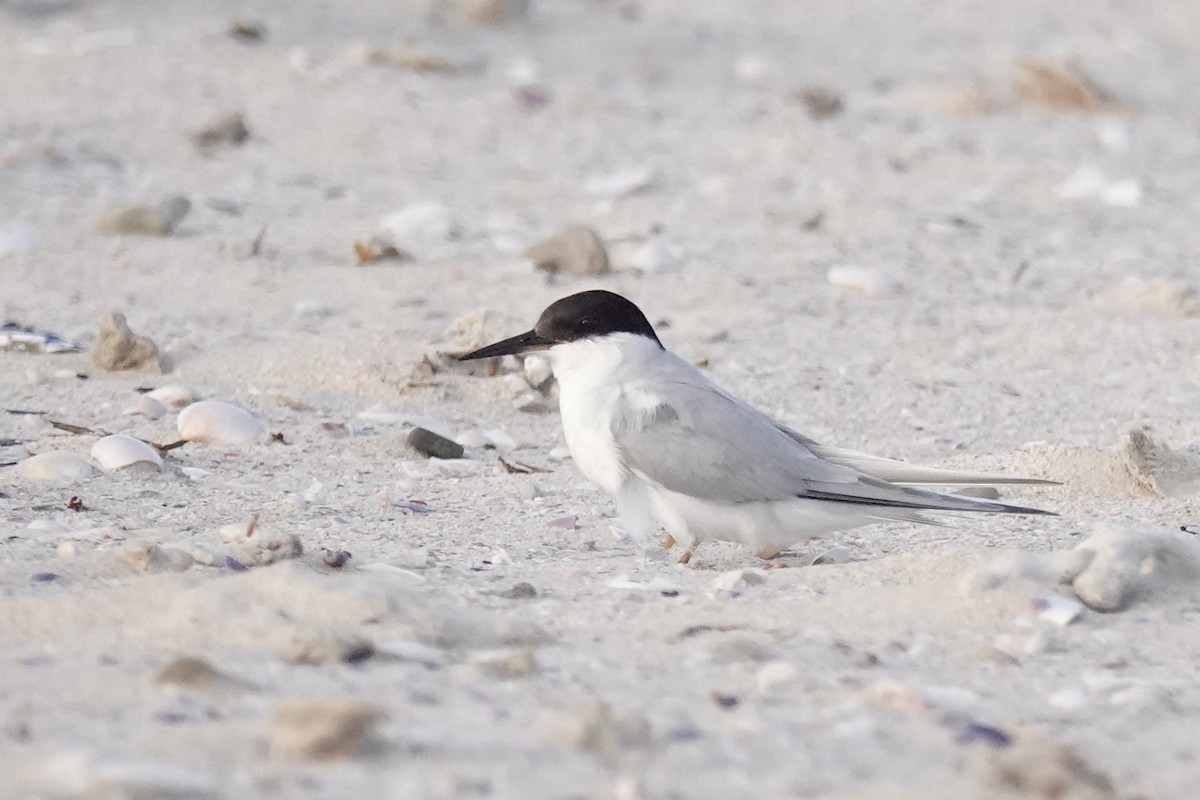 Damara Tern - ML658777041