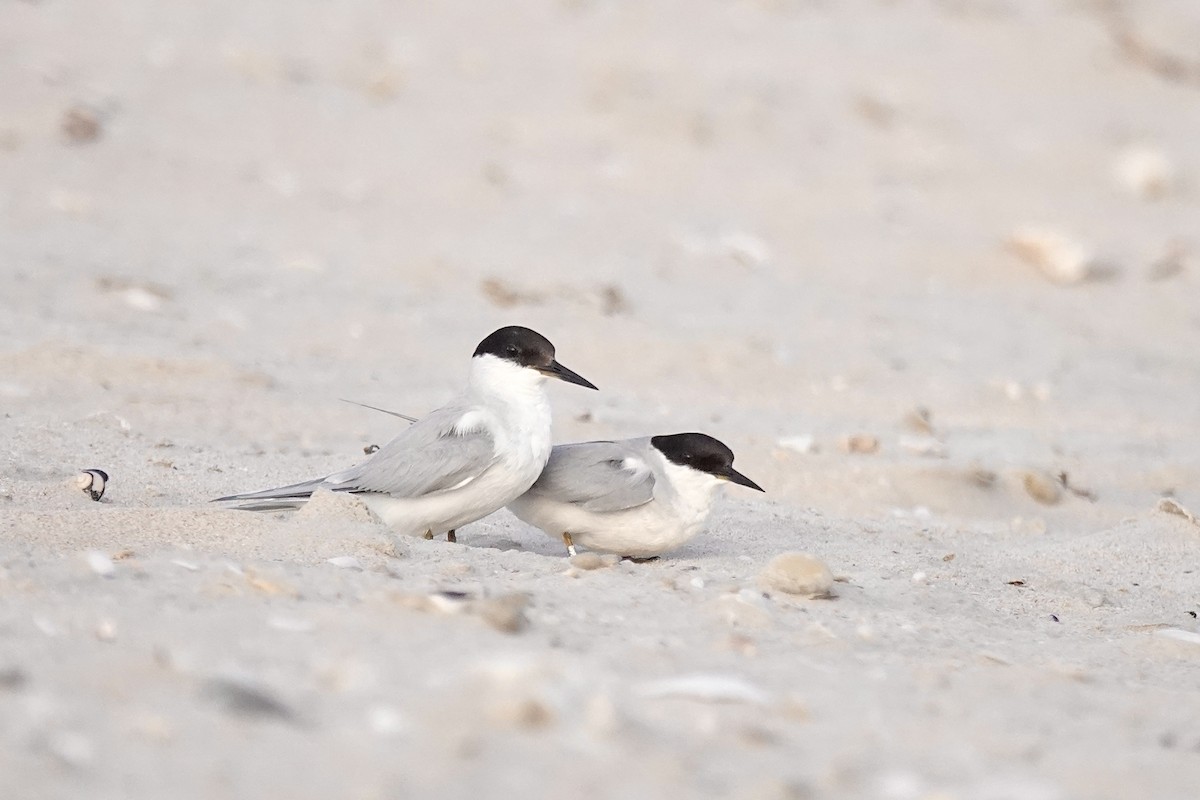 Damara Tern - ML658777042