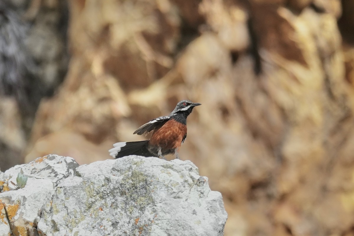Cape Rockjumper - ML658777144