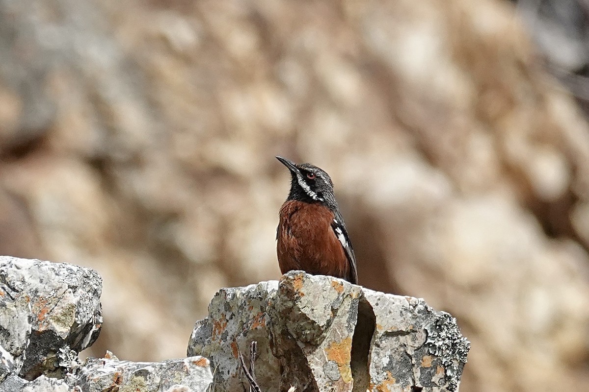 Cape Rockjumper - ML658777145