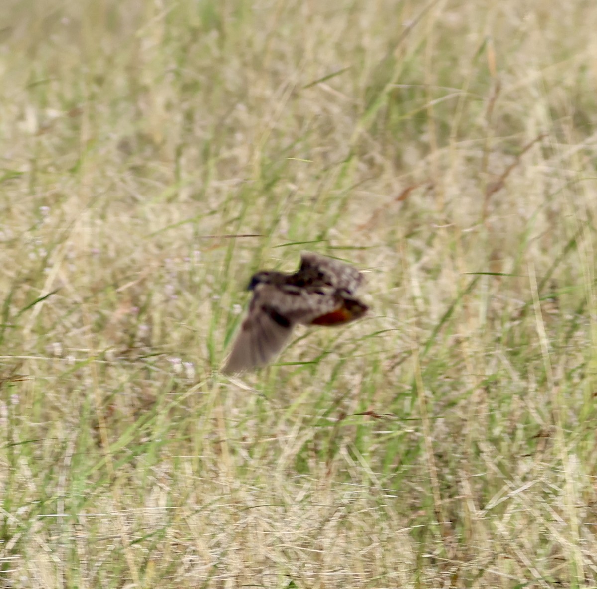 Sumba Buttonquail - ML658777354
