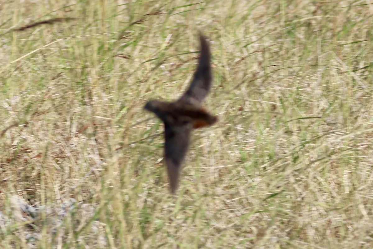 Sumba Buttonquail - ML658777358