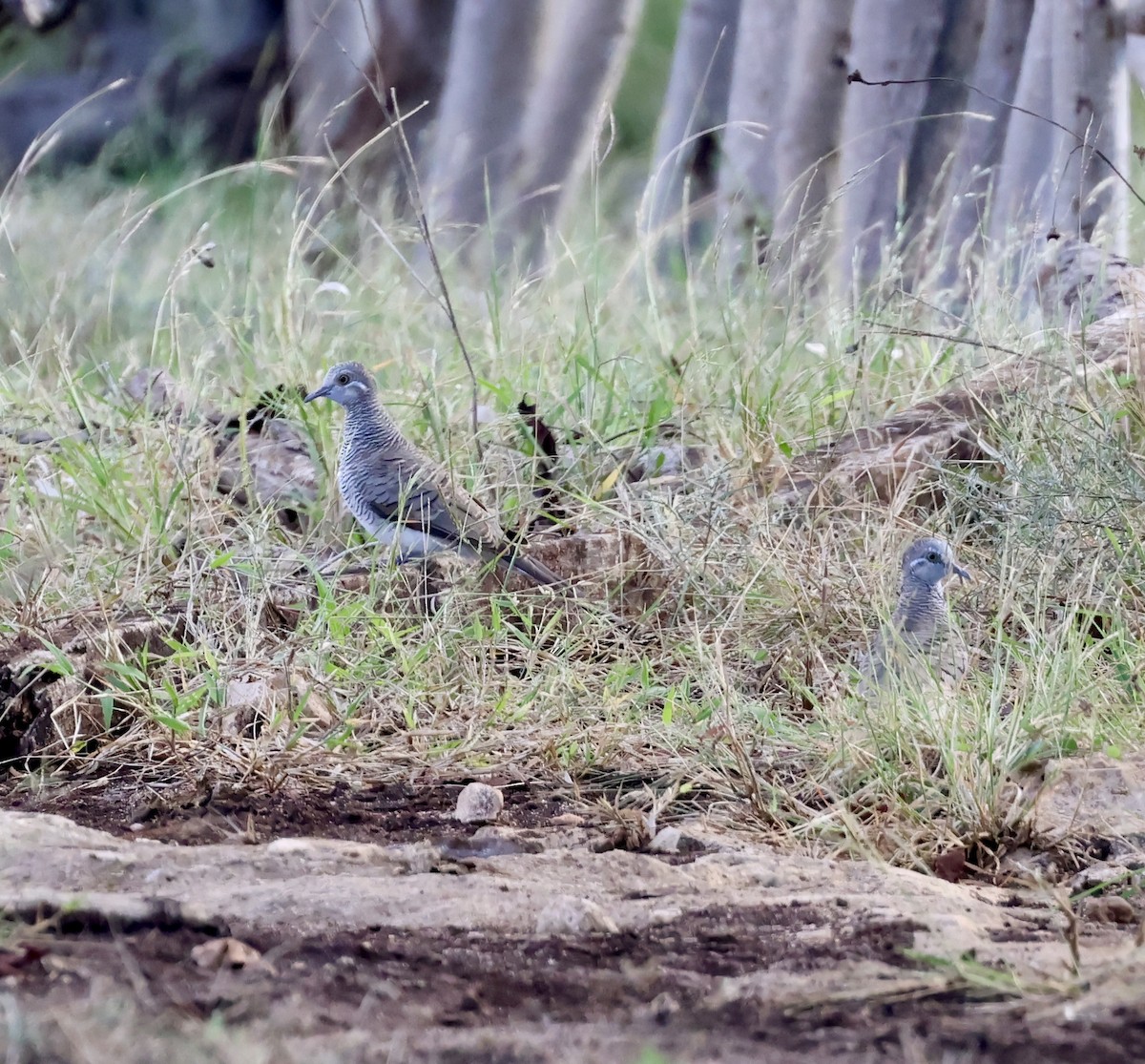 Barred Dove - ML658777467