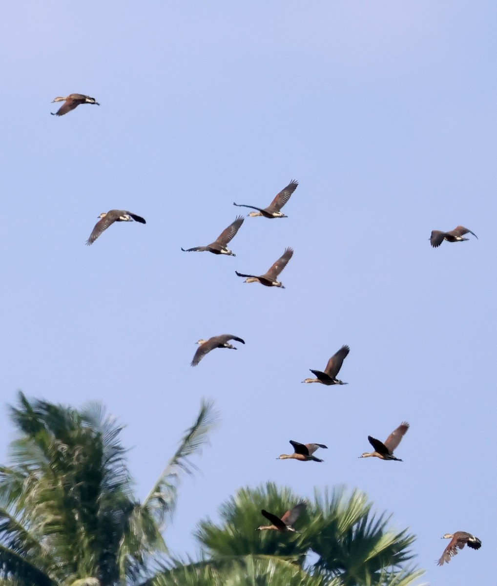 Wandering Whistling-Duck - ML658777469