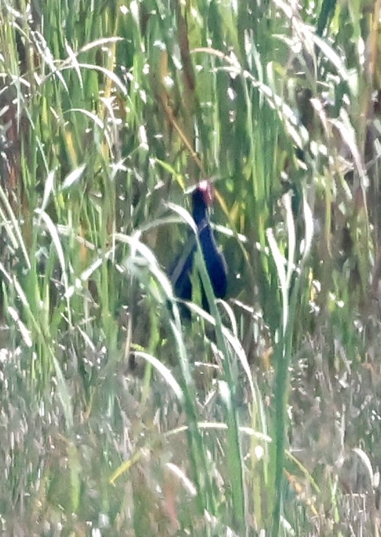 Australasian Swamphen - ML658777477