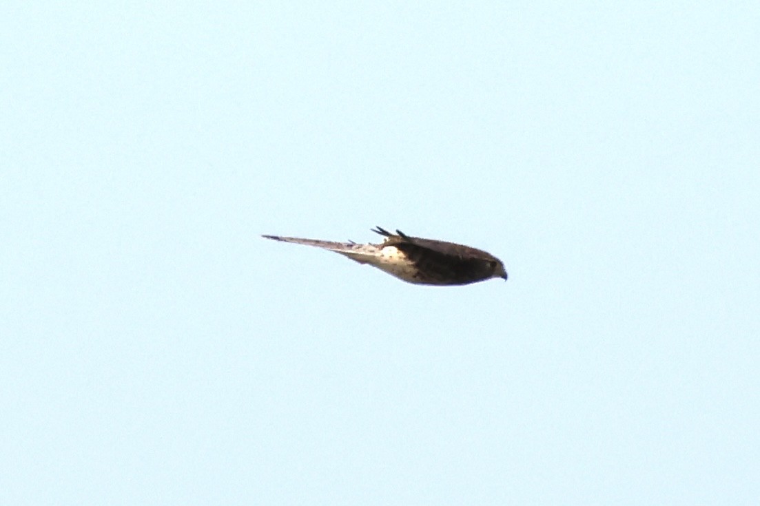 Spotted Kestrel - ML658777498