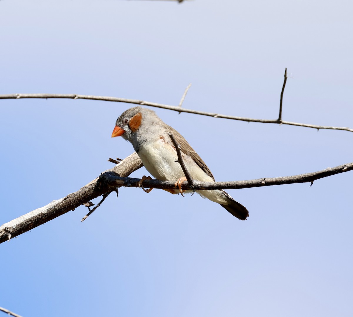 Zebra Finch (Lesser Sundas) - ML658777503