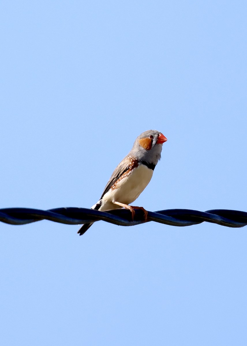 Zebra Finch (Lesser Sundas) - ML658777504
