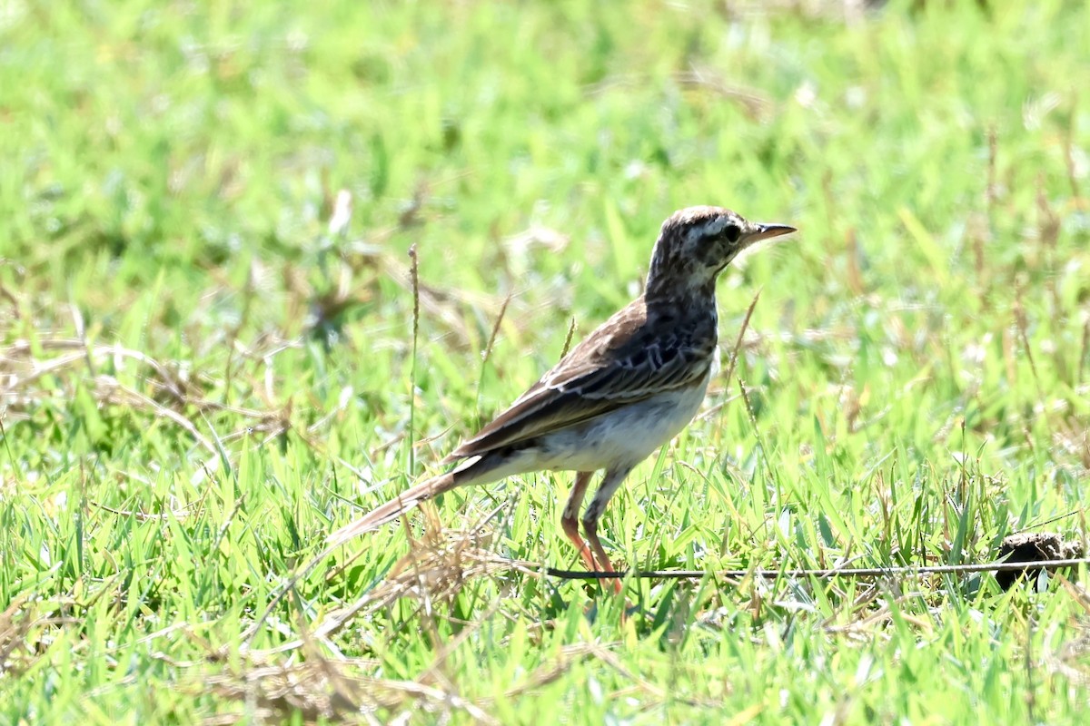 Paddyfield Pipit - ML658777510