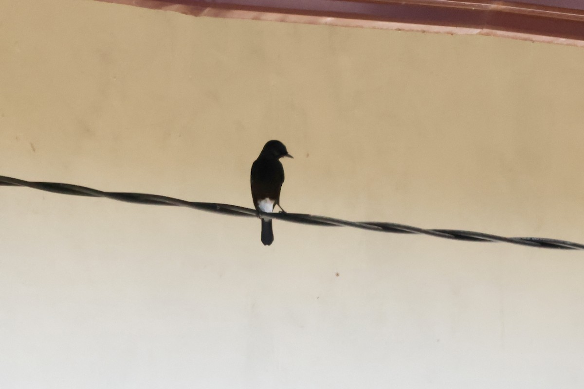 Pied Bushchat - ML658777515