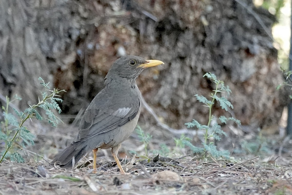 Karoo Thrush - ML658777548