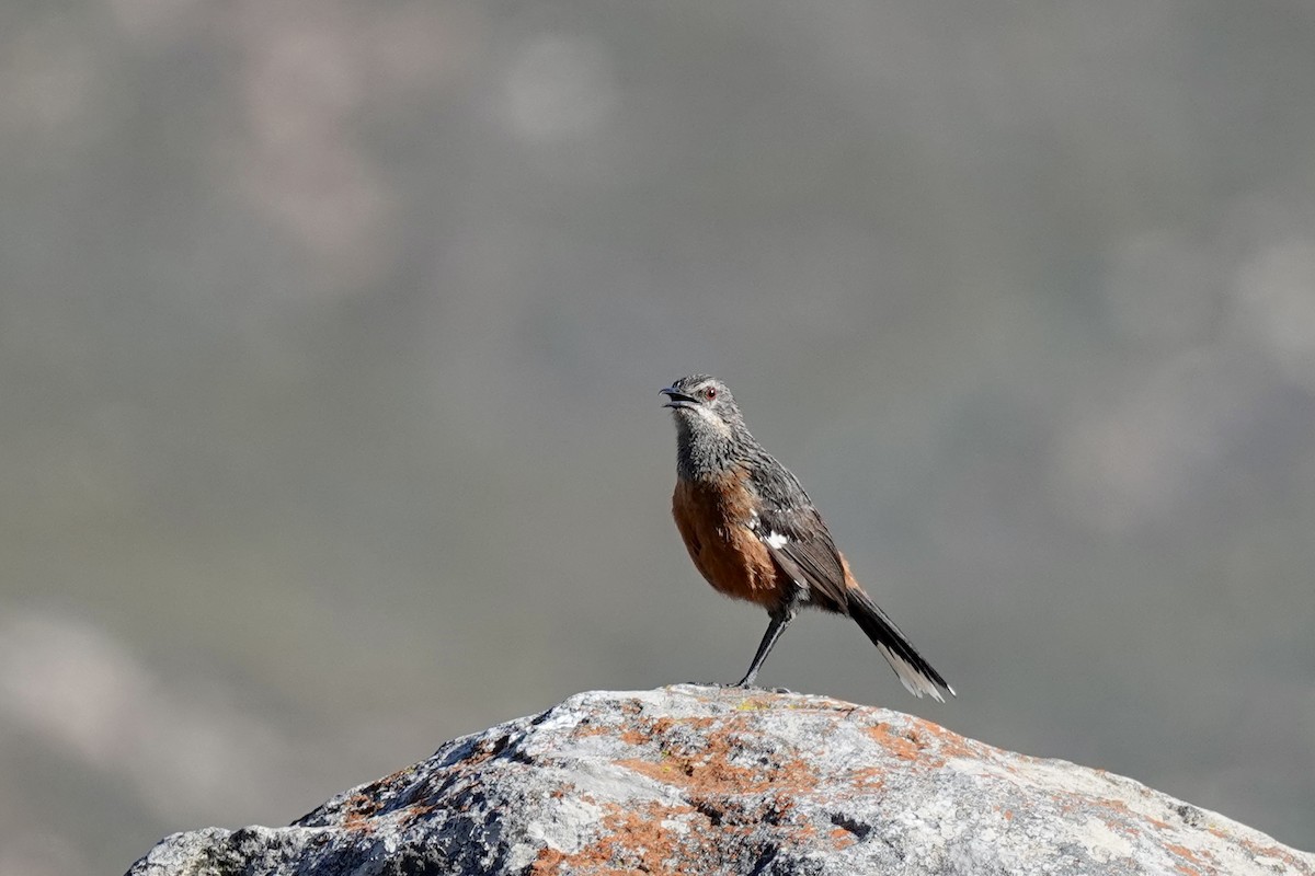 Cape Rockjumper - ML658777596
