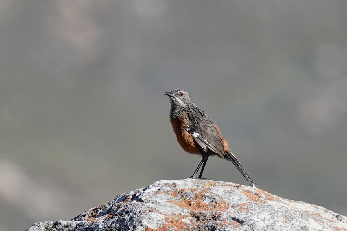 Cape Rockjumper - ML658777597