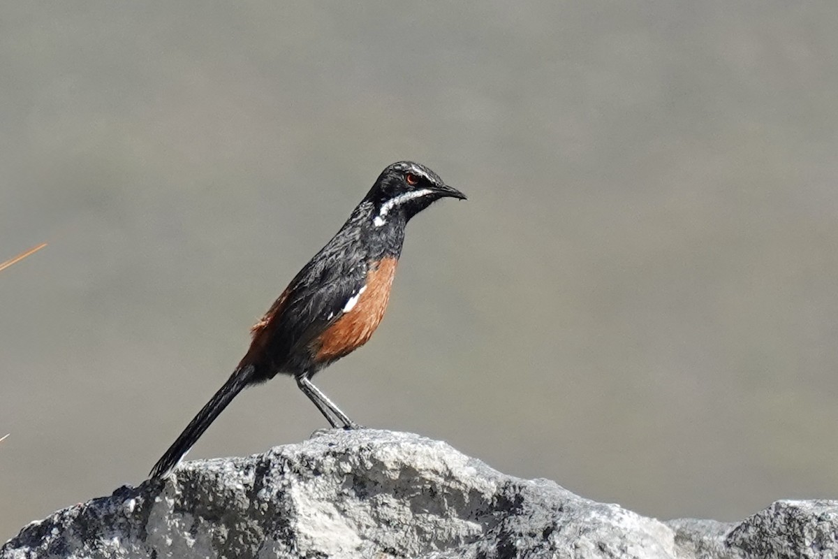 Cape Rockjumper - ML658777598