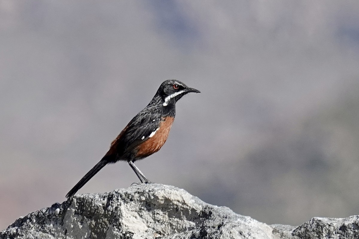 Cape Rockjumper - ML658777599