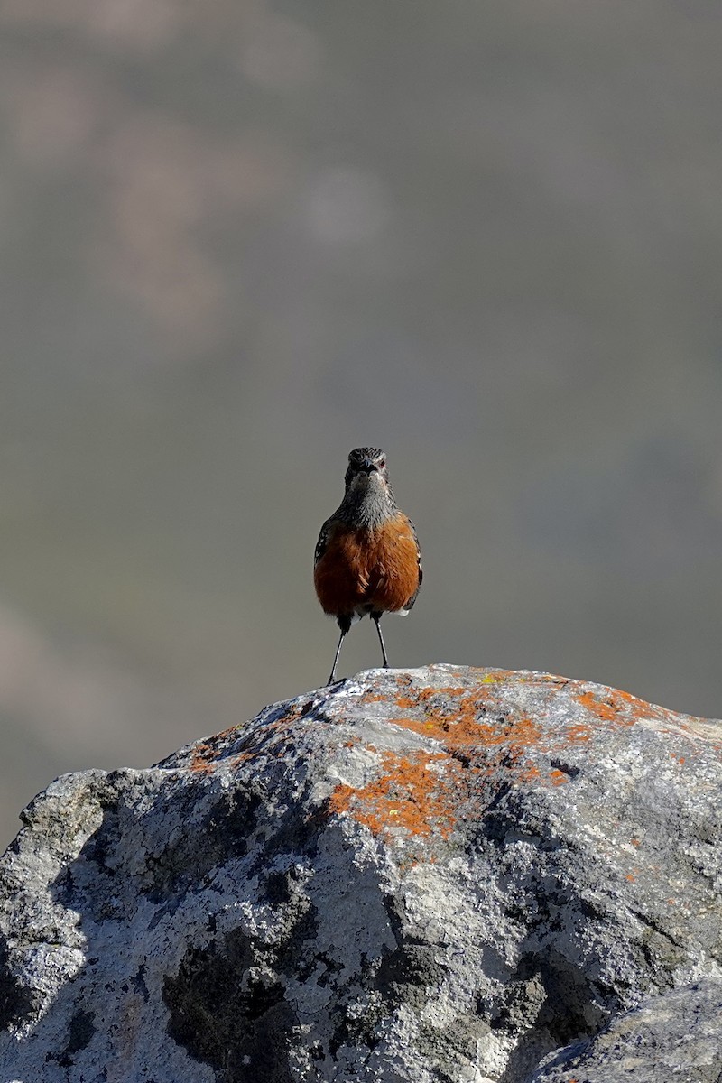 Cape Rockjumper - ML658777600