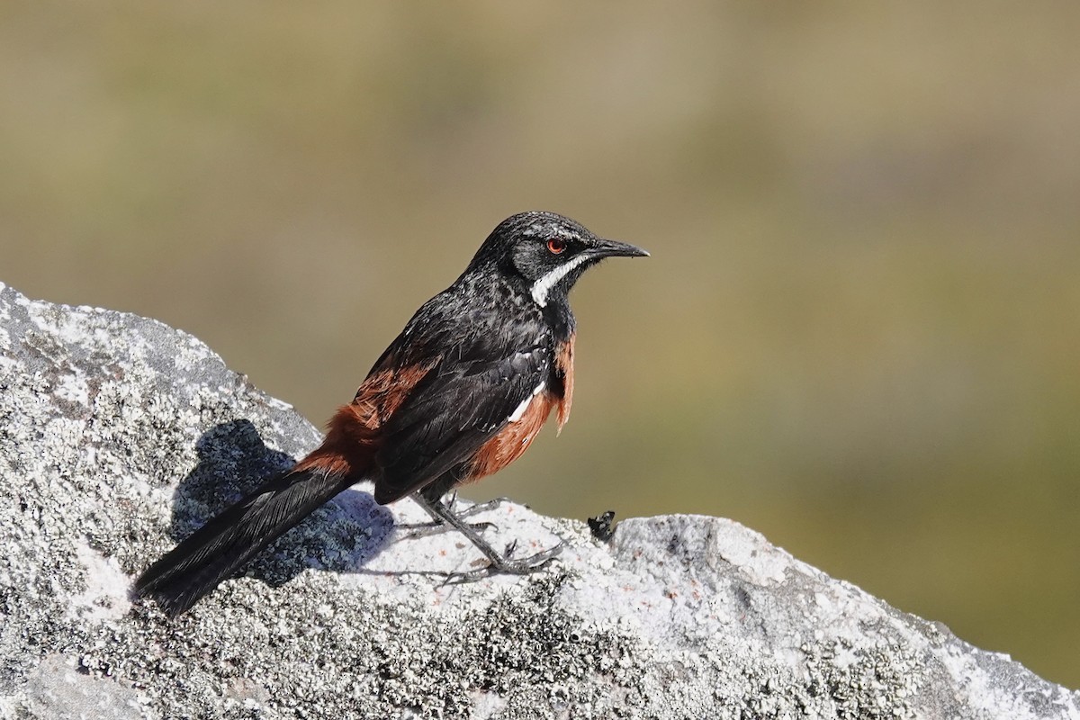 Cape Rockjumper - ML658777601