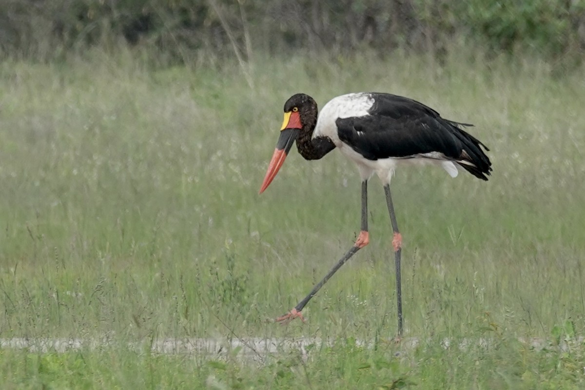 Saddle-billed Stork - ML658777779