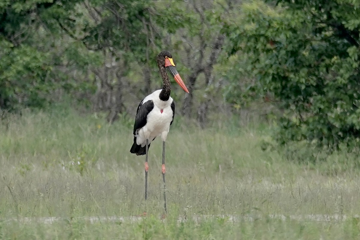 Saddle-billed Stork - ML658777780