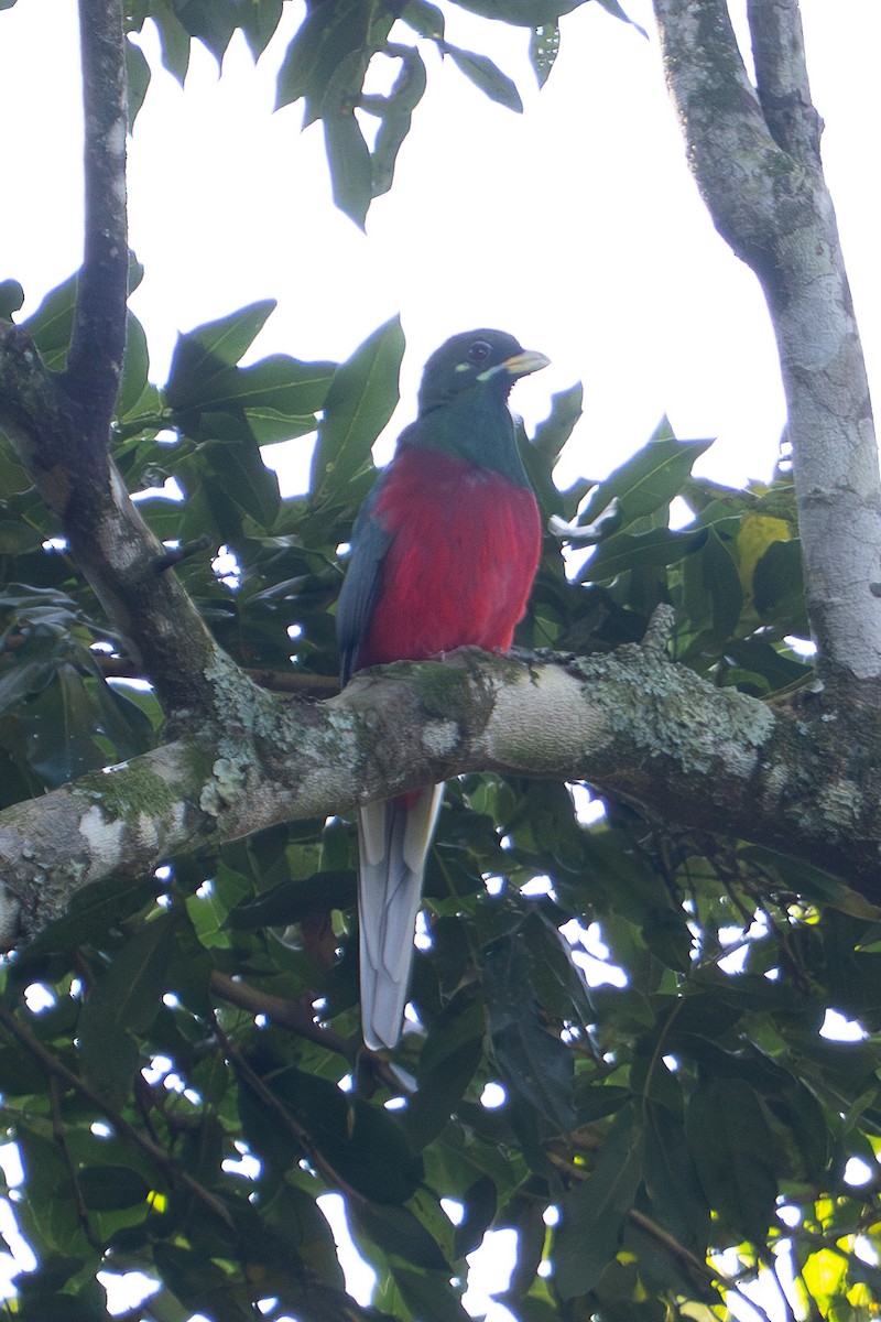 Narina Trogon - ML658777870