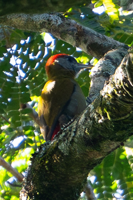 Olive Woodpecker - ML658777991