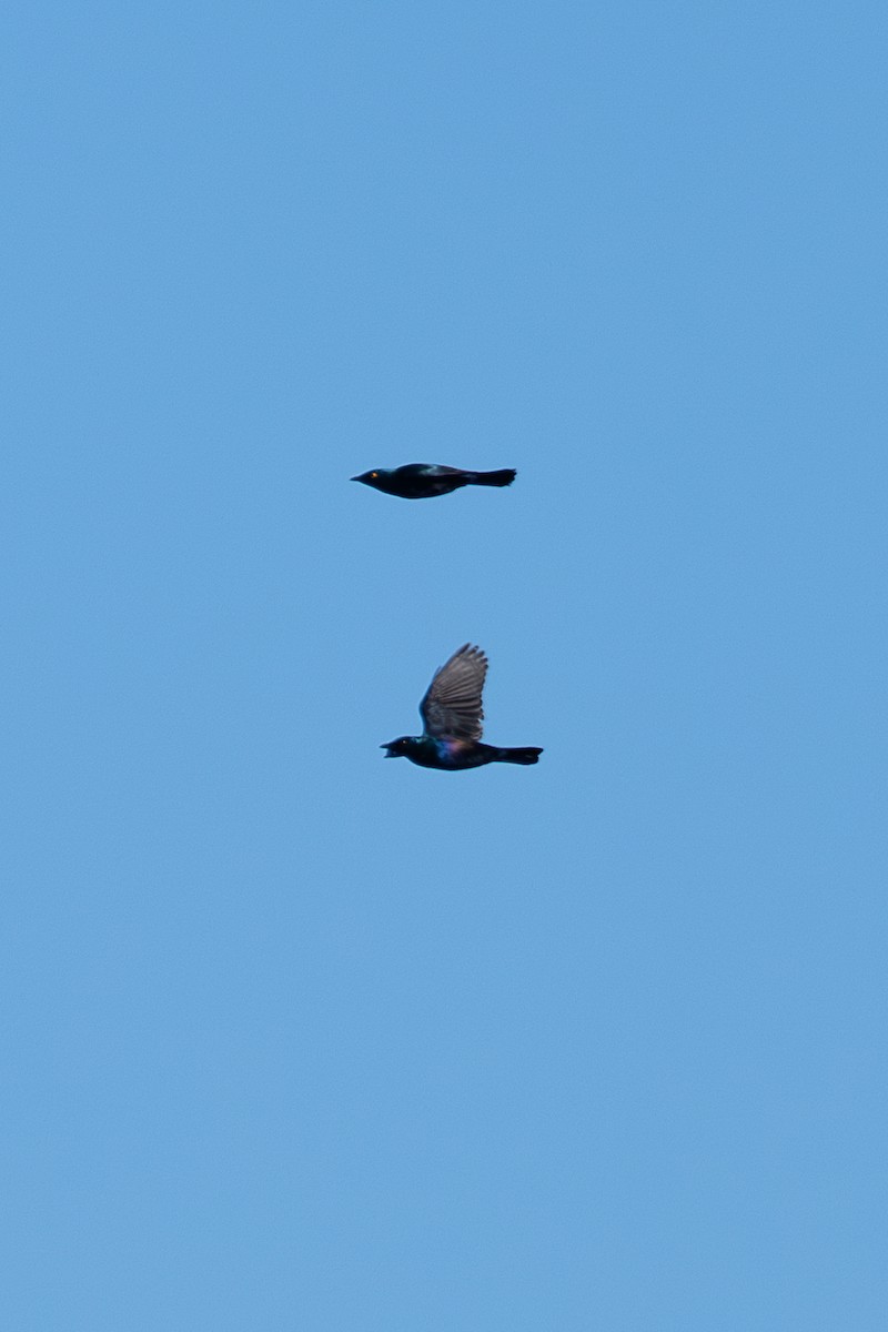 Black-bellied Starling - ML658778055