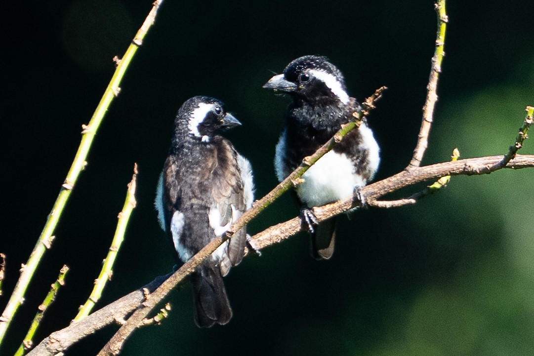 White-eared Barbet - ML658778096