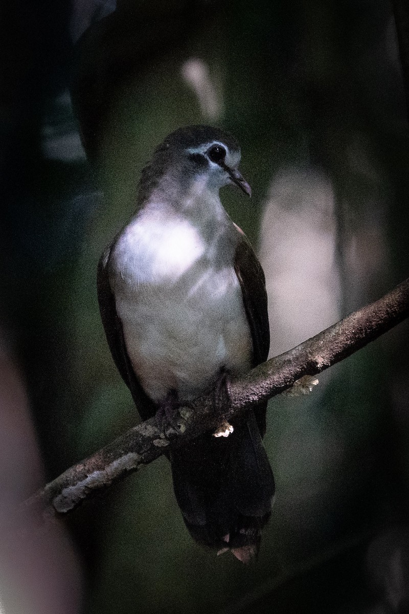 Tambourine Dove - ML658778198