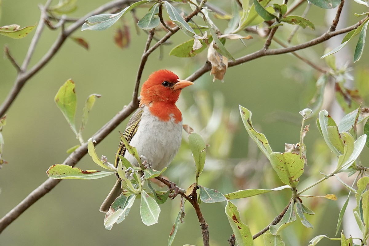 Red-headed Weaver (Southern) - ML658778252