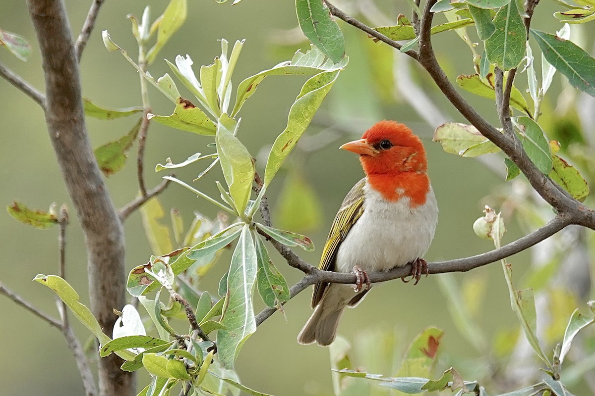 Red-headed Weaver (Southern) - ML658778253