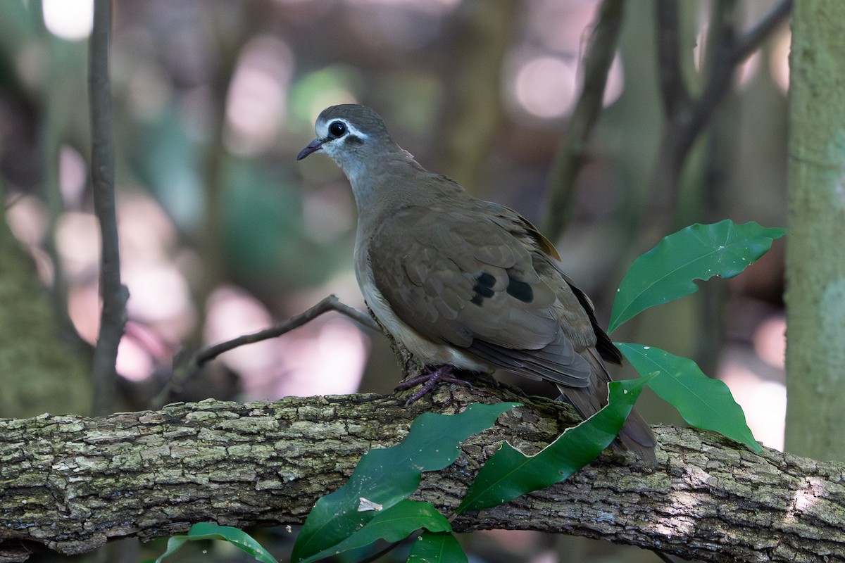 Tambourine Dove - ML658778255