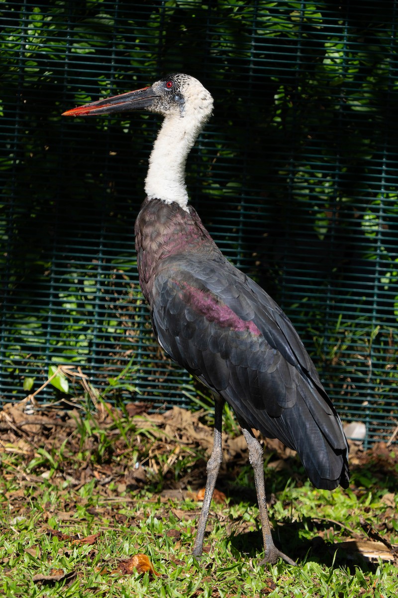 African Woolly-necked Stork - ML658778316