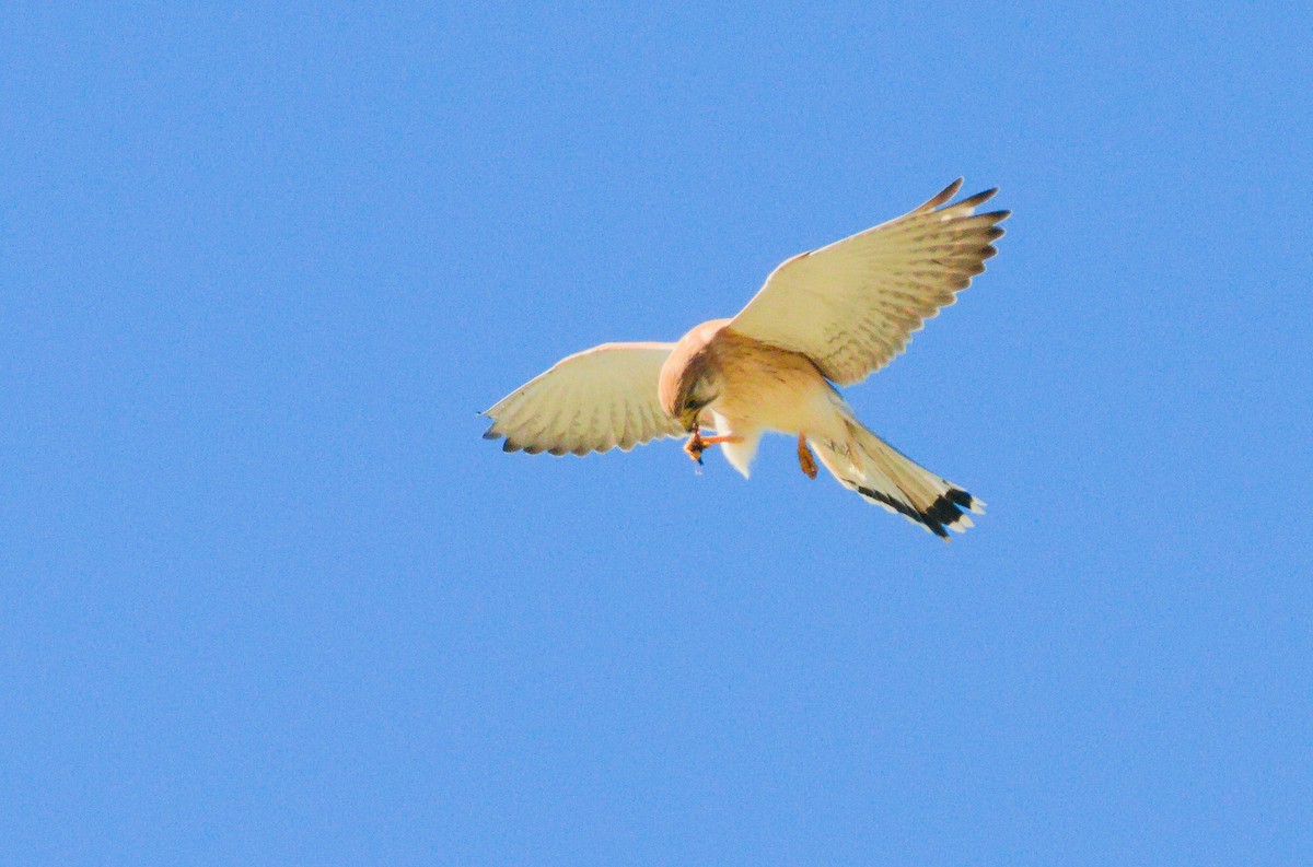 Nankeen Kestrel - ML658778545