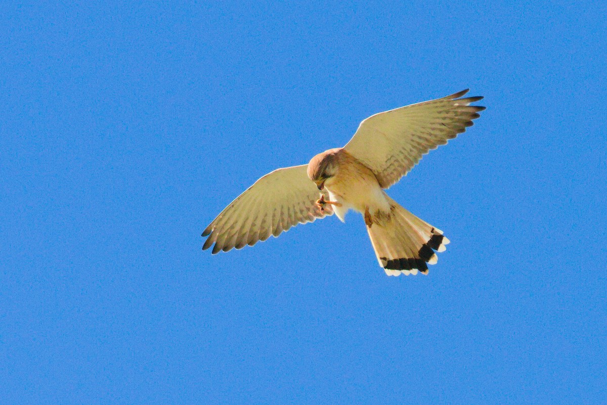 Nankeen Kestrel - ML658778546